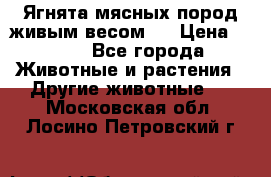 Ягнята мясных пород живым весом.  › Цена ­ 125 - Все города Животные и растения » Другие животные   . Московская обл.,Лосино-Петровский г.